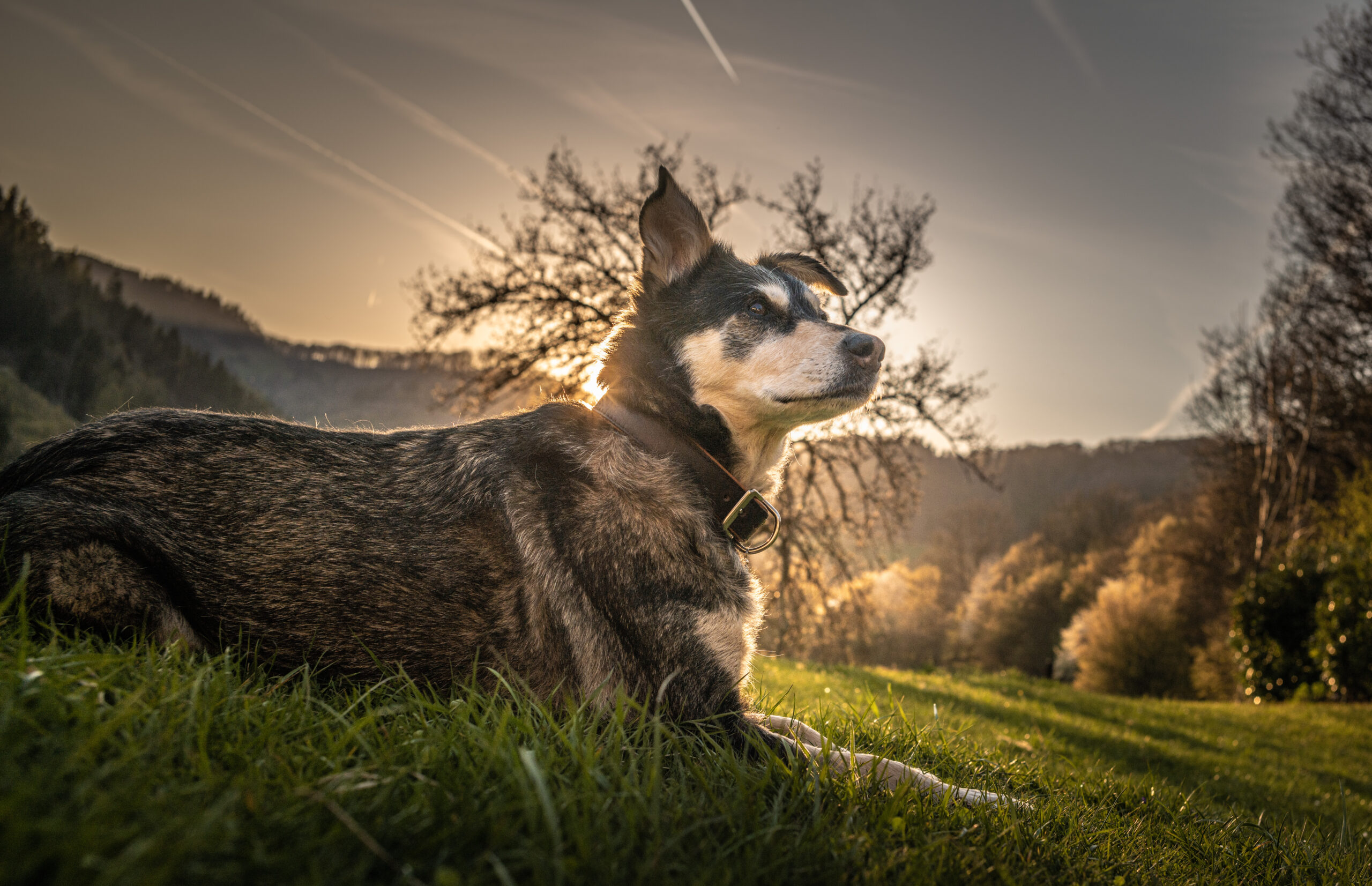 Poesie für Hunde